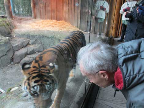 A Zoo Walk participant gets some face time with a tiger behind a clear partition at Point Defiance Zoo.