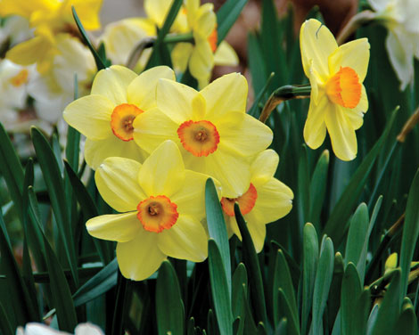 Plant daffodils and other spring flowering bulbs in the fall for extra color next spring.   (Melinda Myers/courtesy photo) 