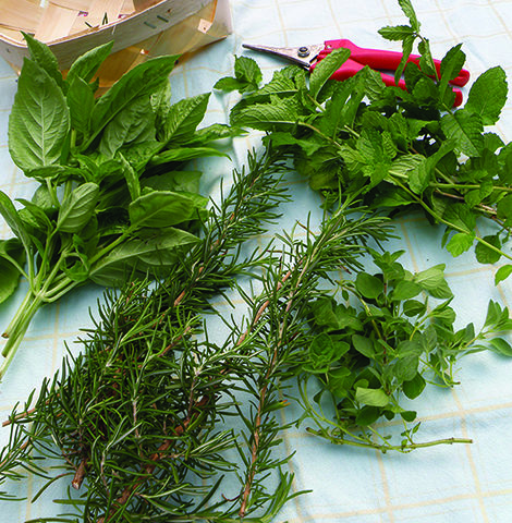 Harvesting herbs for meals now and later