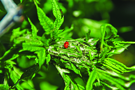 Insects are part of the organic arsenal against garden pests