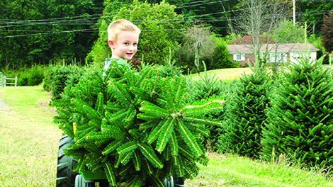 More green this year for real Christmas trees