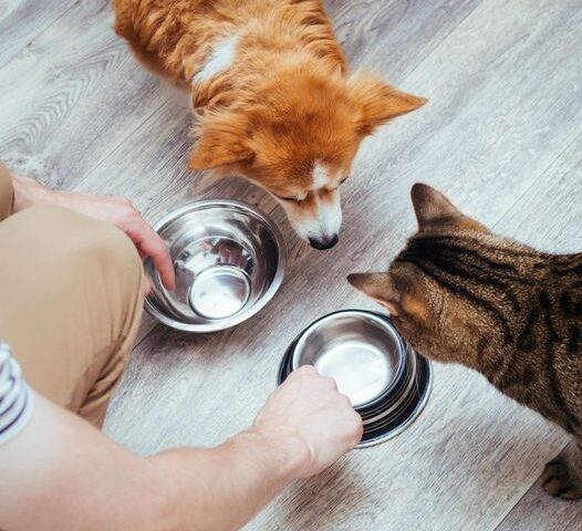 Pet food needed ‘urgently’